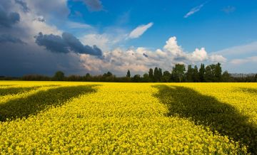 Veld gele bloemen onder een blauwe hemel verbeeldt de Oekraense vlag